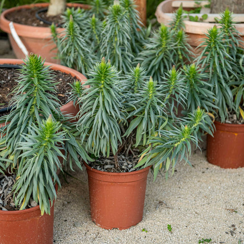 Echium fastuosum