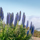 Echium fastuosum