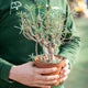 Euphorbia balsamifera