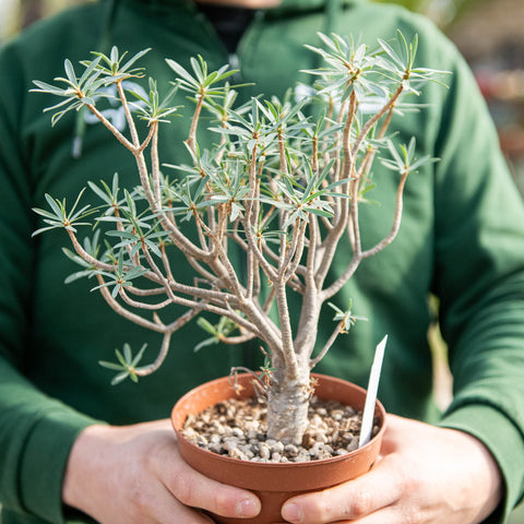 Euphorbia balsamifera