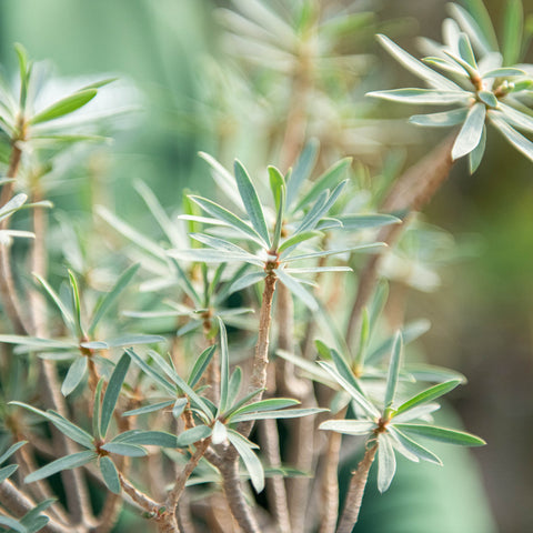 Euphorbia balsamifera