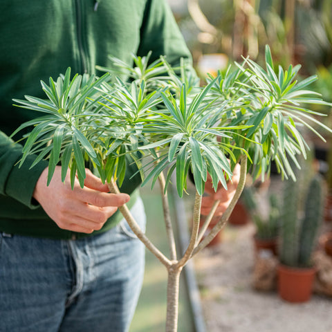 Euphorbia dendroides