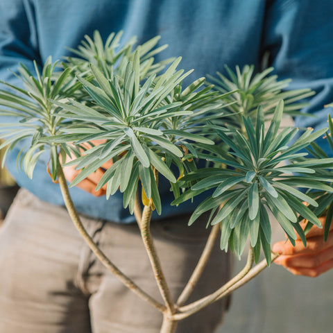 Euphorbia dendroides