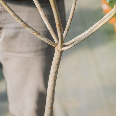 Euphorbia dendroides