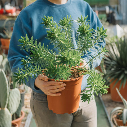 Euphorbia dendroides