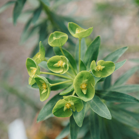 Euphorbia dendroides