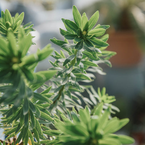 Euphorbia dendroides