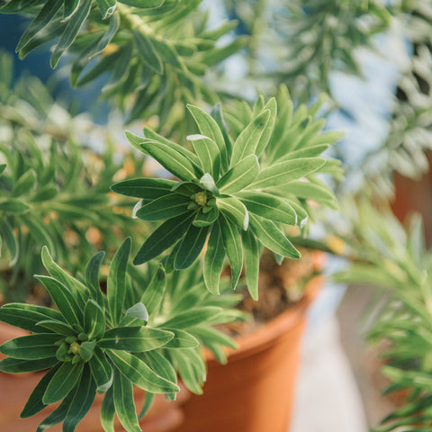 Euphorbia dendroides