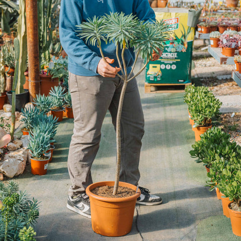 Euphorbia dendroides