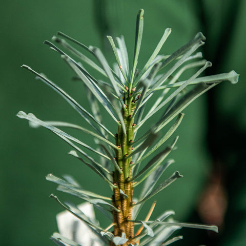 Euphorbia multifolia