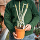 Euphorbia onconclada