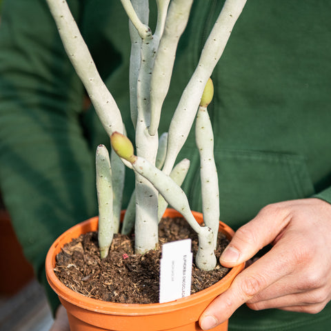 Euphorbia onconclada