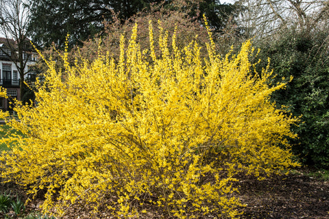 Forsythia intermedia lynwood