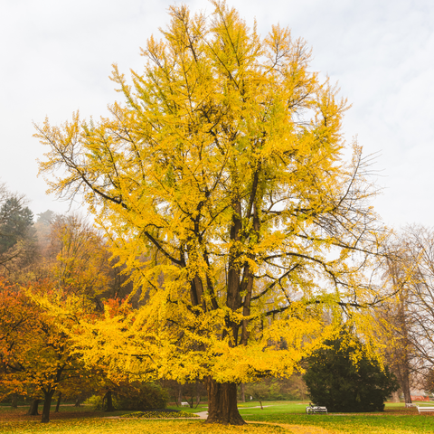 Simegarden Ginkgo biloba albero 19 cm - >60 cm