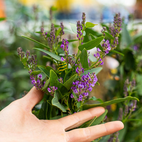 Hardenbergia