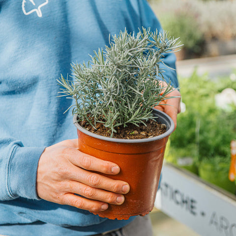 Helichrysum italicum