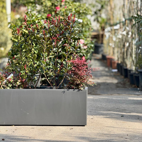 Composizione piante Photinia