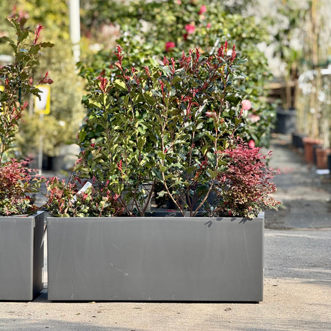 Composizione piante Photinia