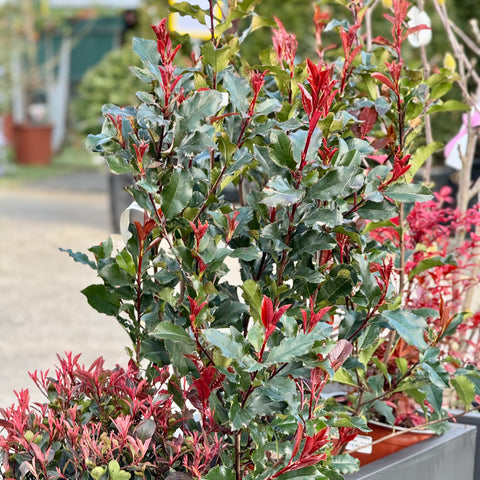 Composizione piante Photinia