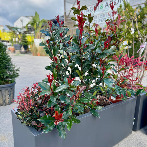 Composizione piante Photinia