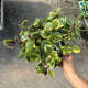 Plectranthus lemon