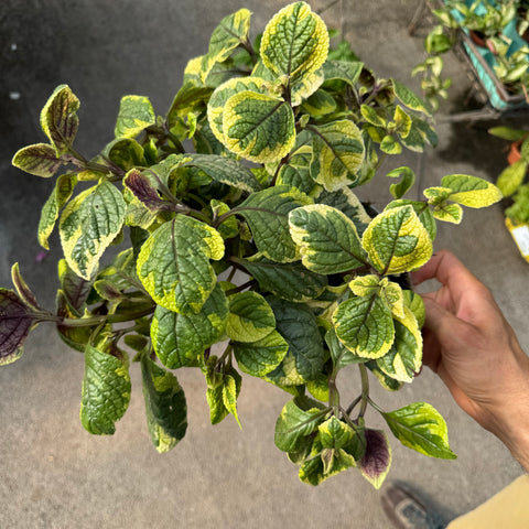 Plectranthus lemon