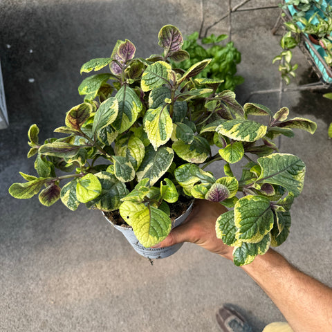 Plectranthus lemon