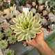 Echeveria agavoides mira variegata