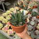 Agave victoriae reginae