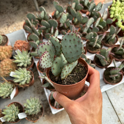 Opuntia santa rita cactus