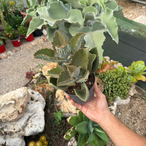 Kalanchoe beharensis fang