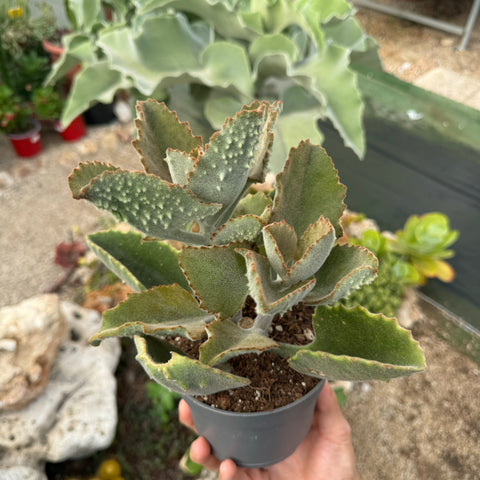 Kalanchoe beharensis fang