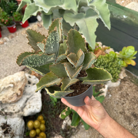 Kalanchoe beharensis fang