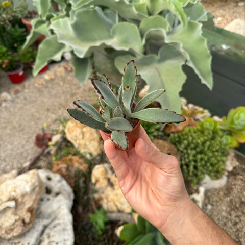 Kalanchoe tomentosa