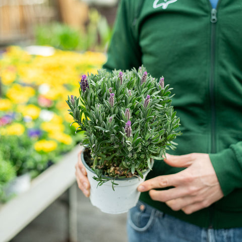 Simegarden Lavanda stoechas