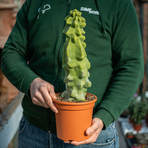 Lophocereus schottii major