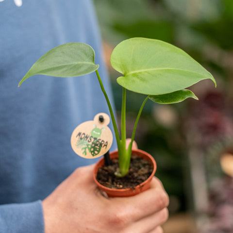 Monstera deliciosa piccola