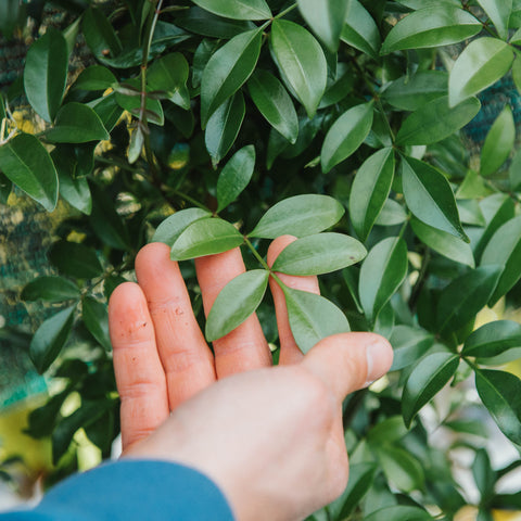 Pandorea jasminoides