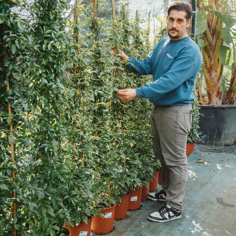 Pandorea jasminoides variegata