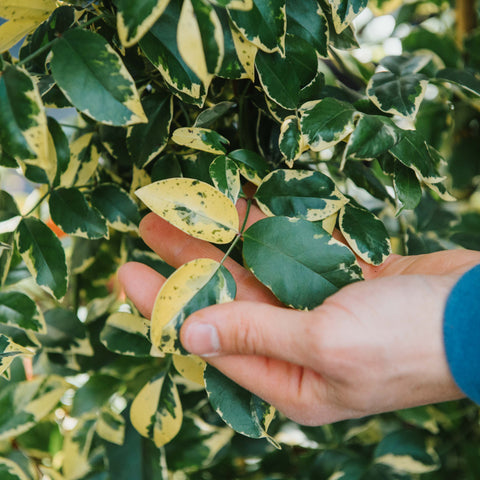 Pandorea jasminoides variegata