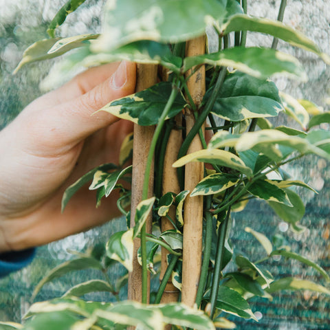 Pandorea jasminoides variegata