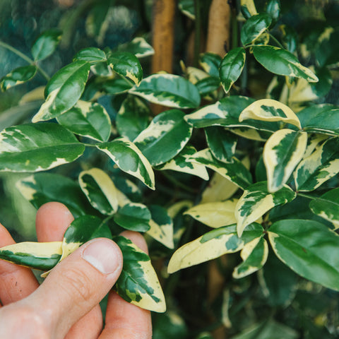 Pandorea jasminoides variegata