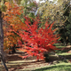 Parrotia persica