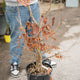 Parrotia persica