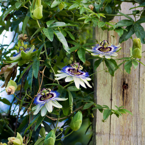 Passiflora caerulea