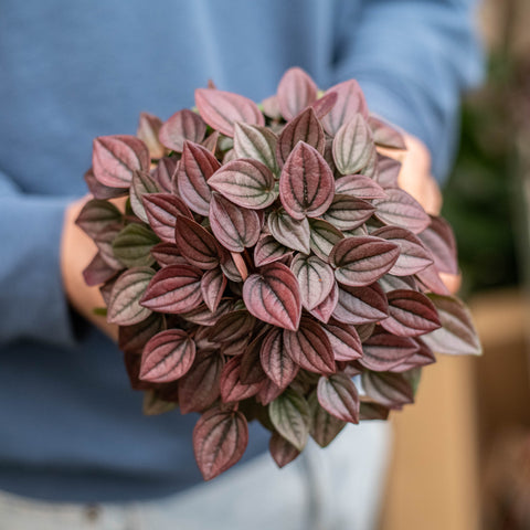 Peperomia caperata cayenne