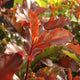 Photinia magical volcano