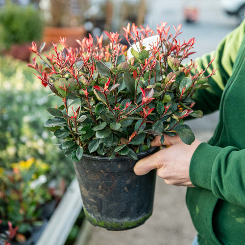 Photinia fraseri little frenna