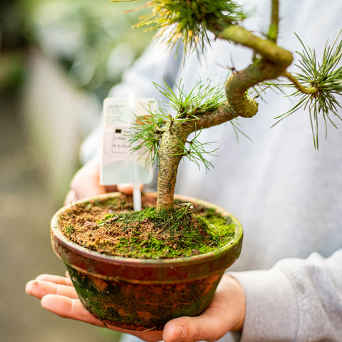 Pino silvestre bonsai