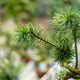 Pino silvestre bonsai